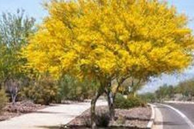 Arizona Trees